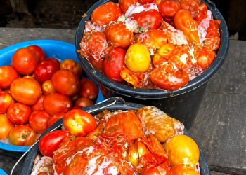 Spoiled tomatoes. : The Lagos State Govt