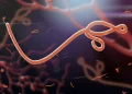 Illustration of Ebola virus