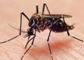 Google wants federal approval to release up to 32 million mosquitoes in California and Florida.
