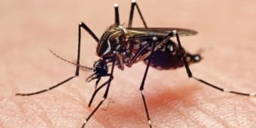 Google wants federal approval to release up to 32 million mosquitoes in California and Florida.