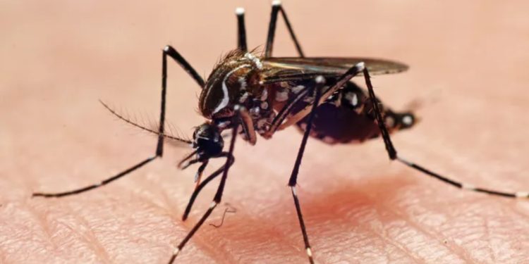 Google wants federal approval to release up to 32 million mosquitoes in California and Florida.