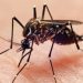 Google wants federal approval to release up to 32 million mosquitoes in California and Florida.