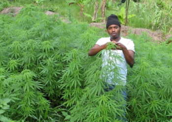 A cannabis plantation is pictured, highlighting the cultivation of the plant amid calls for stricter regulation and alternative approaches to tackling illicit drug farming in Nigeria.