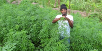 A cannabis plantation is pictured, highlighting the cultivation of the plant amid calls for stricter regulation and alternative approaches to tackling illicit drug farming in Nigeria.