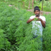 A cannabis plantation is pictured, highlighting the cultivation of the plant amid calls for stricter regulation and alternative approaches to tackling illicit drug farming in Nigeria.