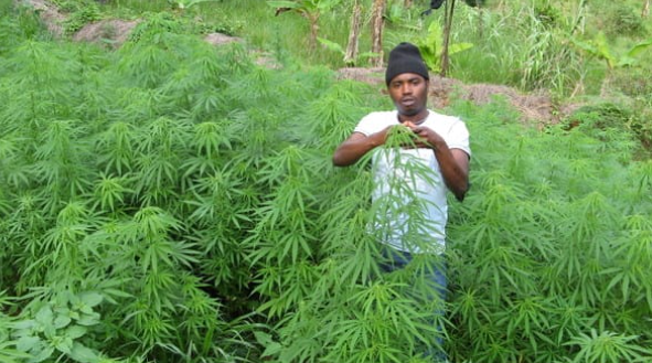 A cannabis plantation is pictured, highlighting the cultivation of the plant amid calls for stricter regulation and alternative approaches to tackling illicit drug farming in Nigeria.