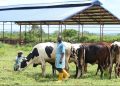 The Cross River Government is expanding its livestock development programmes to attract investors, improve animal health and give farmers better support across the value chain.