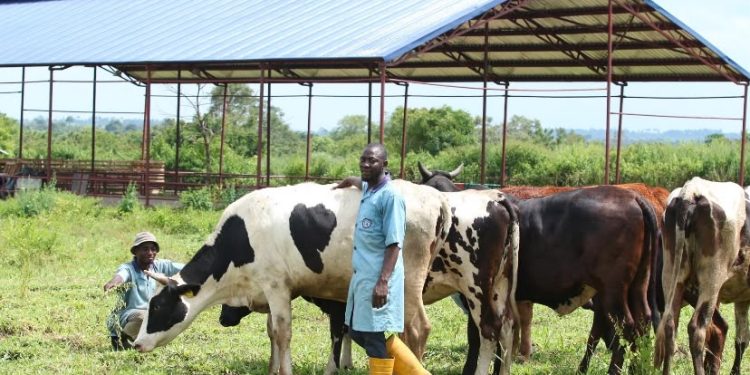 The Cross River Government is expanding its livestock development programmes to attract investors, improve animal health and give farmers better support across the value chain.