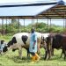 The Cross River Government is expanding its livestock development programmes to attract investors, improve animal health and give farmers better support across the value chain.