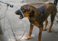 Security personnel track suspected rabid dogs following attacks on 18 residents in Garko and neighbouring communities in Kano State.