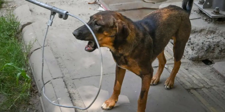 Security personnel track suspected rabid dogs following attacks on 18 residents in Garko and neighbouring communities in Kano State.