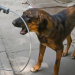 Security personnel track suspected rabid dogs following attacks on 18 residents in Garko and neighbouring communities in Kano State.