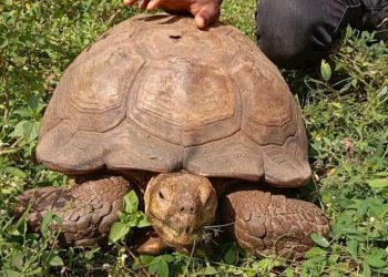 The late Baba, a tortoise reputed to be about 420 years old, at the Alaafin’s Palace in Oyo State, where it was cared for by successive monarchs and became a treasured part of the palace’s heritage.
