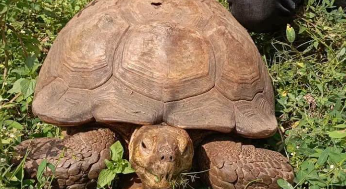 The late Baba, a tortoise reputed to be about 420 years old, at the Alaafin’s Palace in Oyo State, where it was cared for by successive monarchs and became a treasured part of the palace’s heritage.