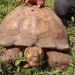The late Baba, a tortoise reputed to be about 420 years old, at the Alaafin’s Palace in Oyo State, where it was cared for by successive monarchs and became a treasured part of the palace’s heritage.
