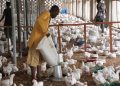 A poultry farmer feeding chickens inside a poultry house as rising feed costs and weak demand put pressure on Nigerian poultry businesses (Photo credit: Poultry world.net)