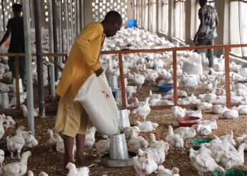 A poultry farmer feeding chickens inside a poultry house as rising feed costs and weak demand put pressure on Nigerian poultry businesses (Photo credit: Poultry world.net)